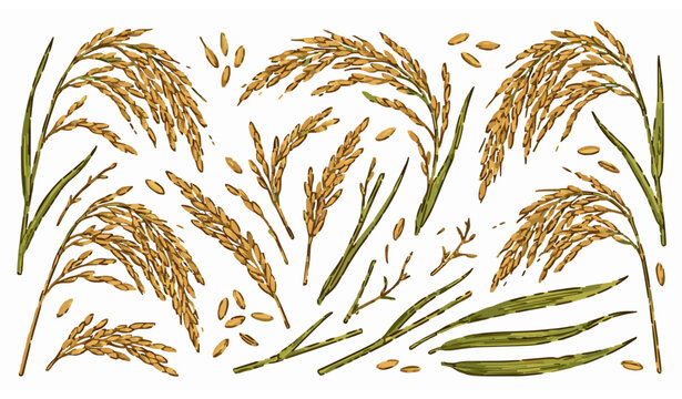 Realistic rice panicle vector collection with oryza sativa grains stems and leaves in creative isolated layout
