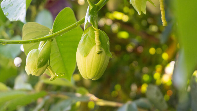 Young Green Passion Flower Buds Growing on a Vine in the Sunlight