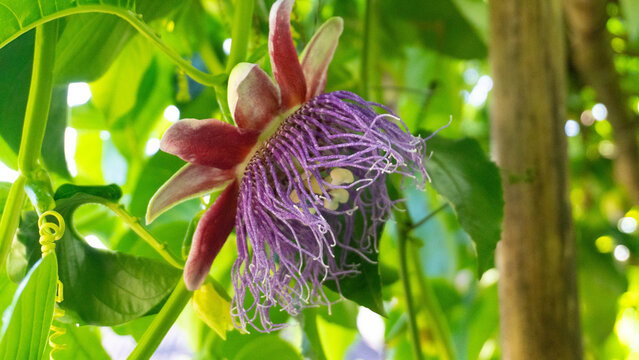 Stunning Purple Passiflora (Passion Flower) in Full Bloom on a Tropical Vine