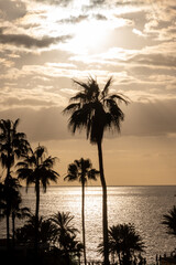 Obraz premium Sunset view on ocean, silhouettes of palm trees, swimming pool in Costa Adeje, Tenerife, Spain