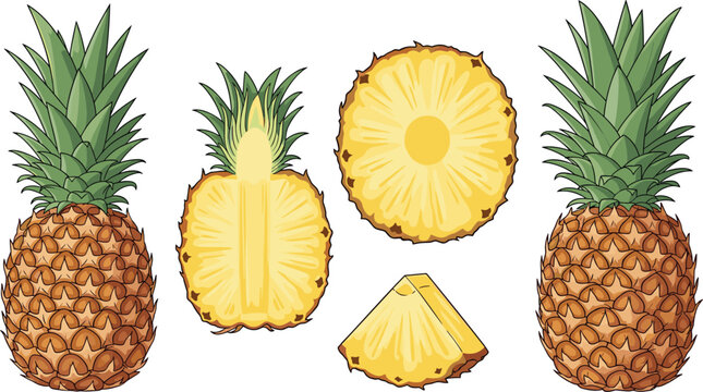 Pineapple fruit vector illustration set with whole and sliced pieces, tropical juicy collection in detailed cartoon style for food, summer and packaging design