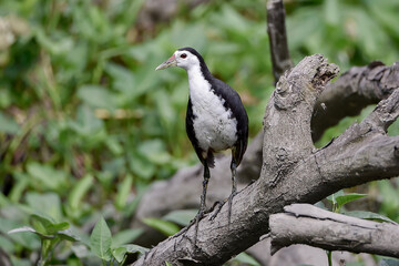 Fototapeta premium Adult White-breasted Waterhen (Amaurornis phoenicurus) perched on a fallen tree branch in a swampy area. This common waterbird is captured in full body, showcasing its clean white face and breast agai