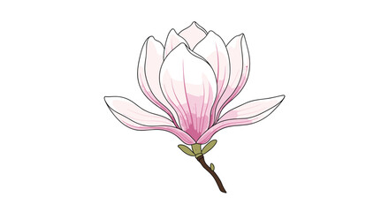 Obraz premium Stunning magnolia flower with soft pink petals is shown in full bloom on its branch in a botanical illustration style.