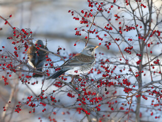 Obraz premium A Fieldfare (Turdus pilaris) feeding on ripe berries of a Hawthorn (Crataegus) bush.