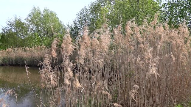 Pampasgras (Cortaderia selloana) an einem Teich bewegt sich im Wind vor gr&uuml;nen Laubb&auml;umen