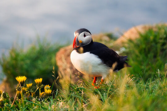 Atlantic Puffin standing on coastal grassy cliff in summer, Iceland