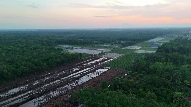 An aerial view of cleared plantation land and irrigated farmland bordering dense tropical rainforest at sunset.