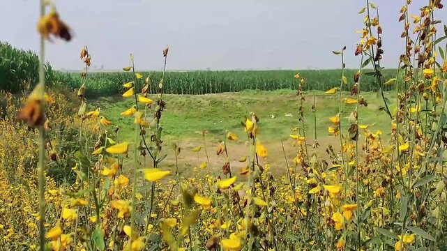 Sunn Hemp Yellow Flowers Field Crotalaria Juncea Agriculture Crop Landscape