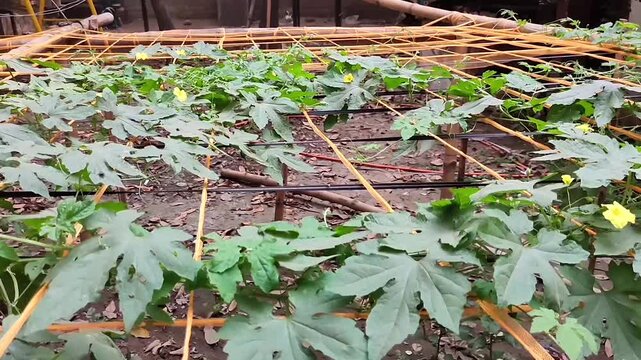 Bitter Gourd Plant Growing On Trellis Garden Agriculture Farming