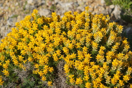 Genista hirsuta Vahl (broom, hairy broom, Algarve broom). Family Fabaceae. Genus Genista. Luz - Algarve, Portugal.