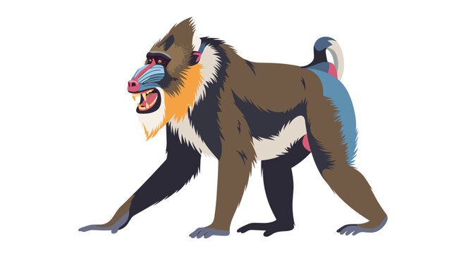 Colorful mandrill monkey walking with a fierce expression on a white background showing its vibrant facial features.