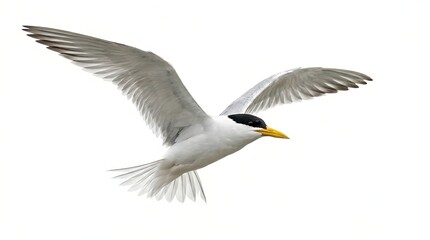 Fototapeta premium Agile tern with wings extended, displaying natural colors and textures isolated on a bright white studio background.