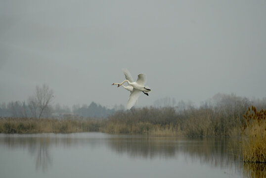 Riserva naturale torbiere del Sebino lago iseo  cigno , Brescia 9 marzo 2026
Sebino Peat Bog Nature Reserve, Lake Iseo swan