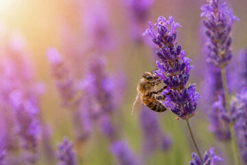 Obraz premium Honey Bee Pollinating Lavender Flowers at Golden Sunset