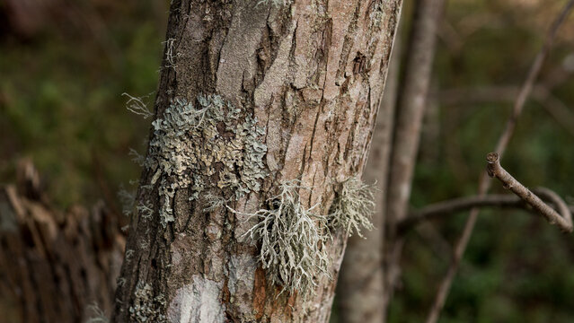 Parmelia and Ramalina Lichen on Pine Tree Bark &mdash; Forest Trunk Macro Ecological Close-Up