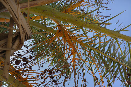 Palm tree with ripe fruits against a blue sky at Mount Megiddo, Israel