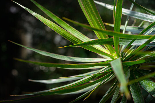 Dracaena marginata Close-up of spiky tropical plant leaves with sharp linear texture in natural light. flower exhibition Flora Olomouc, Czech Republic - April 25, 2026