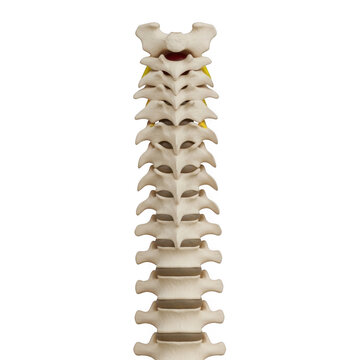 Detailed illustration of a human vertebral column with individual vertebrae labeled isolated on transparent background