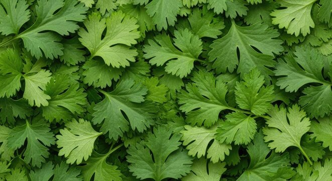 A dense collection of vibrant green cilantro leaves covers the entire frame. The leaves have distinctive, deeply lobed shapes and a fresh, glossy appearance.