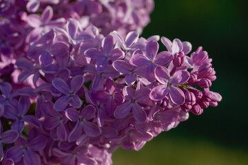 Obraz premium Beautiful blooming lilac (Syringa vulgaris) flowers in spring. Macro of purple lilac bush.