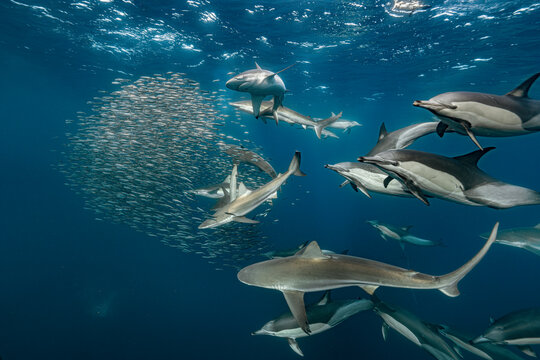Dynamic underwater scene of dolphins and sharks hunting a bait ball of fish in the open ocean. Intense marine wildlife interaction showing predator-prey behavior, movement and natural ecosystem