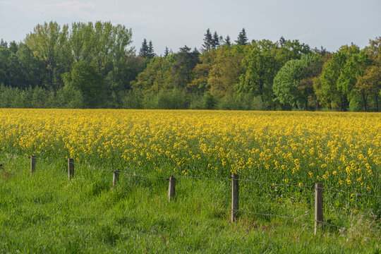 Fr&uuml;hling im westlichen M&uuml;nsterland bei Borken