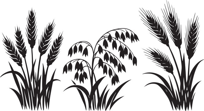 Agricultural cereal crops including wheat oats and barley silhouette vector