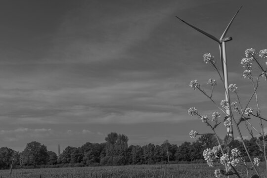 Fr&uuml;hling im westlichen M&uuml;nsterland bei Borken