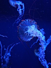 jellyfish in the water © Sirithida