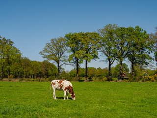 Frühling im Achterhoek in den Niederlanden © Stephan Sühling