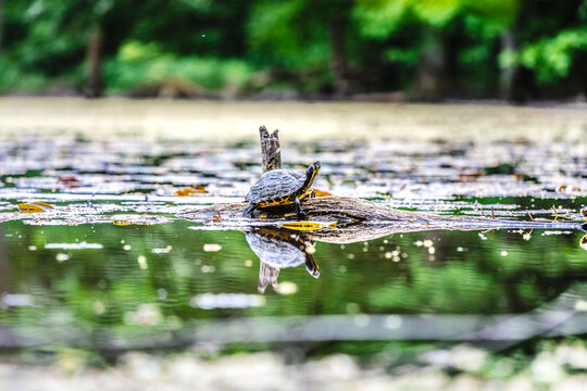 Wasserschildkr&ouml;ten in einem K&ouml;lner Weiher