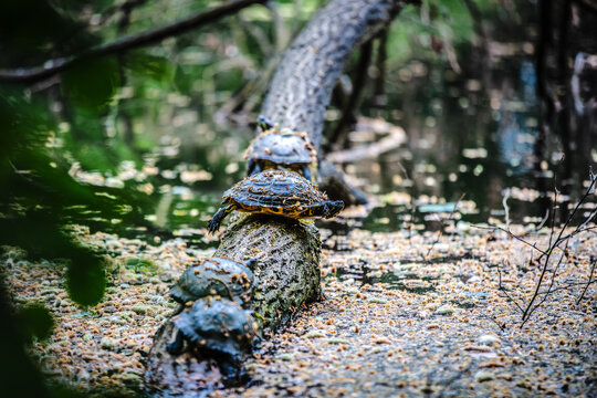 Wasserschildkr&ouml;ten in einem K&ouml;lner Weiher