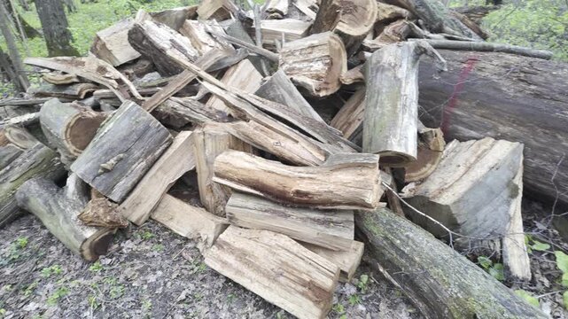 A pile of chopped logs and wood debris lies scattered on the forest floor. tacked randomly among green grass and fallen leaves.