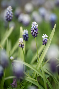 Spring primroses purple white color muscari flowers blooming in spring garden, outdoor lawn full of blossoming flowers, springtime in garden, horticulture and cultivation, growing decorative plants.