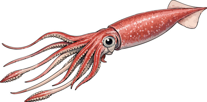 Architeuthis dux illustration art