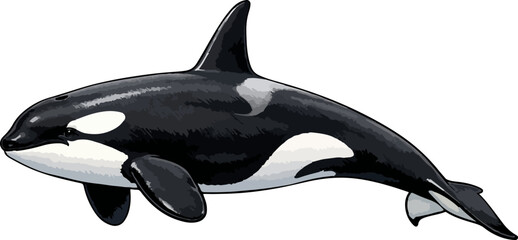 Orcinus orca illustration art © Diono