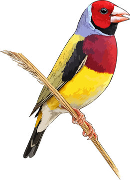 Erythrura gouldiae illustration art