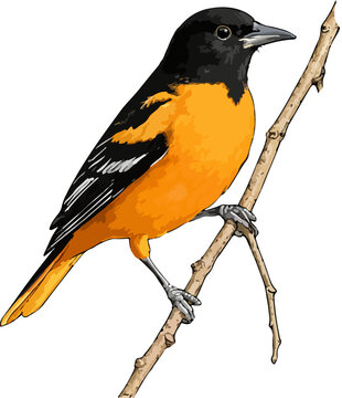 Icterus galbula illustration art