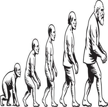 Illustration of human evolution from ape to modern man in five stages of development