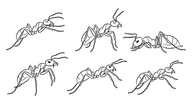 Ants collection, hand-drawn black and white insect sketches set