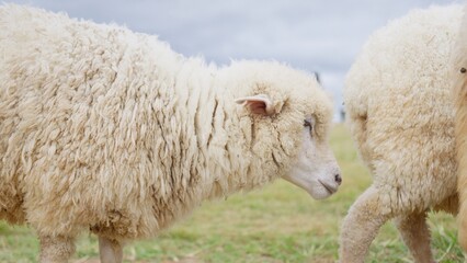 A woolly sheep stands in a green pasture, a close-up highlighting its thick fleece for concepts of livestock farming, agriculture, and natural textile production. © HarryKiiM Stock