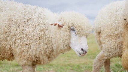 A woolly sheep stands in a green pasture, a close-up highlighting its thick fleece for concepts of livestock farming, agriculture, and natural textile production. © HarryKiiM Stock