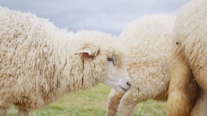 A merino sheep with thick wool stands in a green pasture, representing the livestock industry and sustainable agriculture for textile production. © HarryKiiM Stock