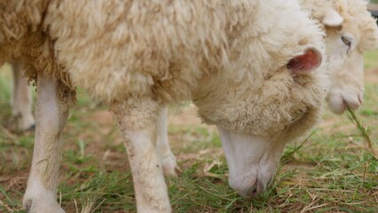 A woolly sheep stands in a green pasture, a close-up highlighting its thick fleece for concepts of livestock farming, agriculture, and natural textile production. © HarryKiiM Stock