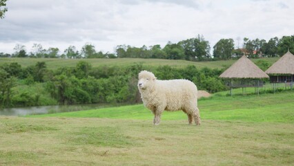 Fototapeta premium A single white sheep stands in a lush green pasture on a rural farm, symbolizing agriculture, livestock management, and the tranquility of countryside life.