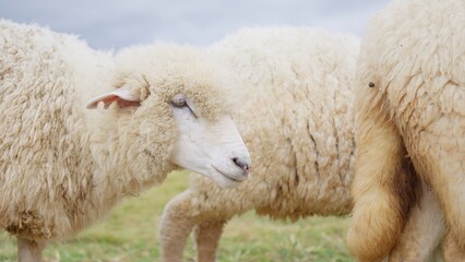 A merino sheep with thick wool stands in a green pasture, representing the livestock industry and sustainable agriculture for textile production. © HarryKiiM Stock