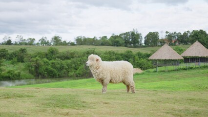 Fototapeta premium A single white sheep stands in a lush green pasture on a rural farm, symbolizing agriculture, livestock management, and the tranquility of countryside life.