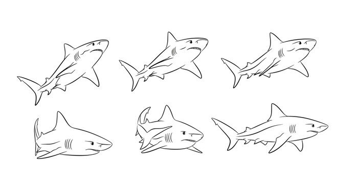Shark sketches, set of hand drawn predatory fish animal illustrations