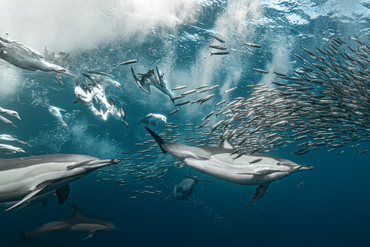 Underwater scene of common dolphins feeding on a bait ball with seabirds diving from above. Dynamic marine wildlife interaction showing hunting behavior in the open ocean.