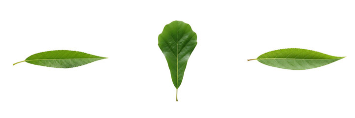Obraz premium Three green leaves with different shapes on white background transparent background